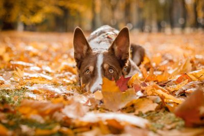 Private Dog Training